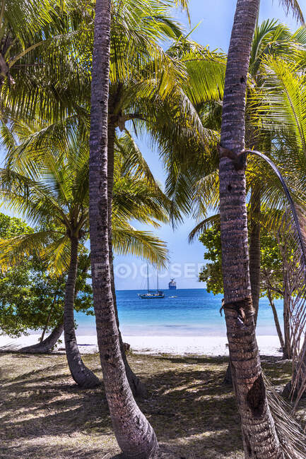 Palme sulla spiaggia tropicale con mare alla luce del sole — Foto stock