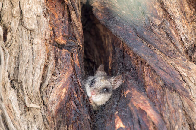 Wild mouse looking out of tree — Stock Photo