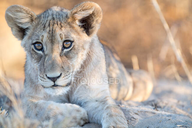 Close up of young lion in the savannah of africa — Stock Photo