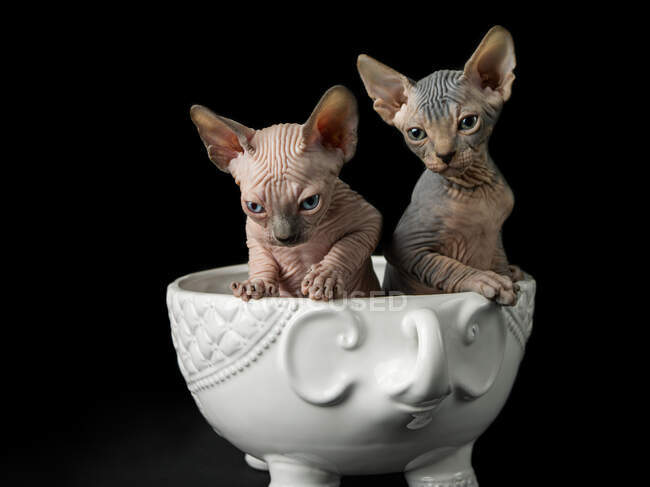 Sphynx cats in cup on black background — Stock Photo