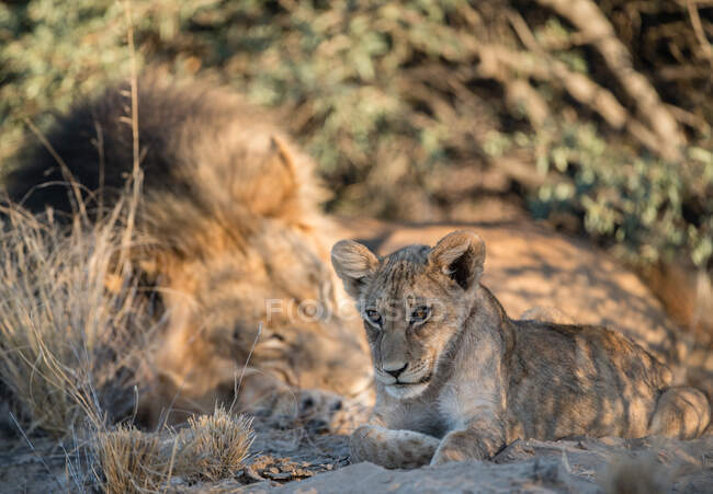 Cachorro de león en el parque nacional de kruger, Sudáfrica - foto de stock