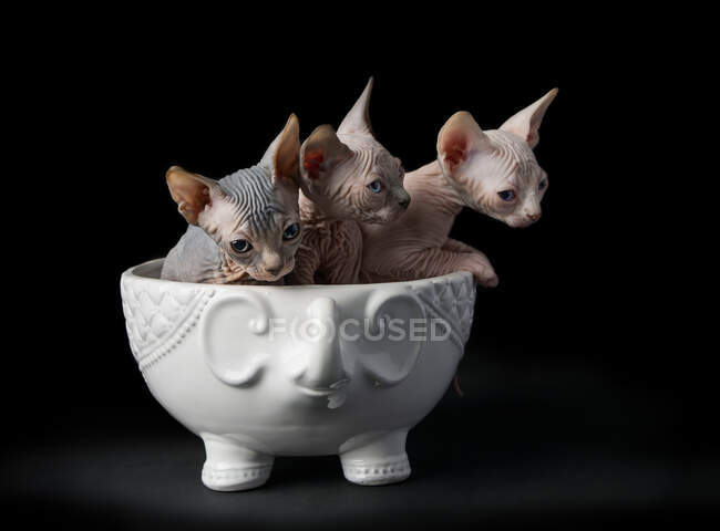 Милі кошенята сфінксу в чашці на чорному тлі — стокове фото