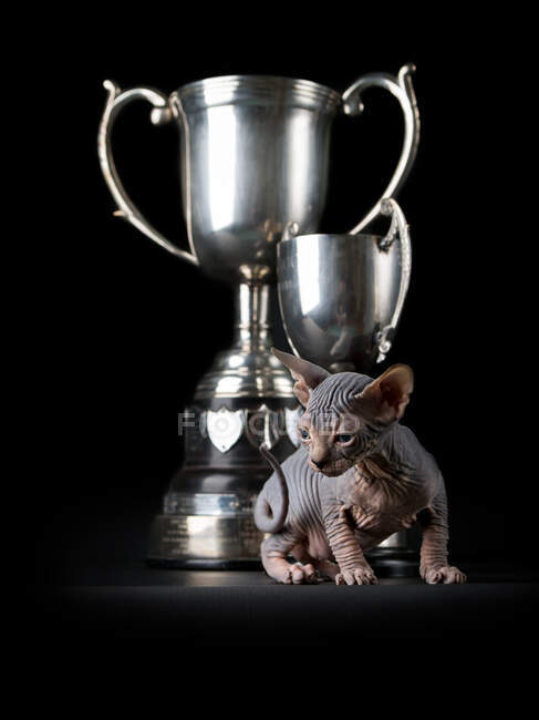 Cat with silver cups on black background — Stock Photo