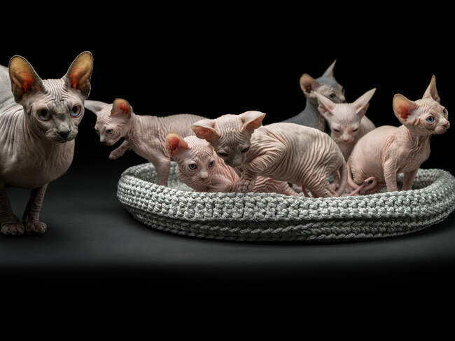 Cute sphynx cats on black background — Stock Photo