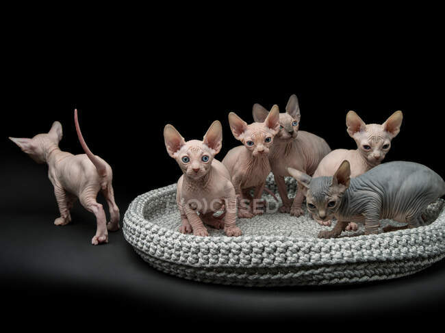 Cute sphynx cats on black background — Stock Photo