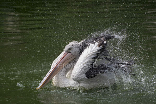 Pelican in river water with splashing drops — Stock Photo