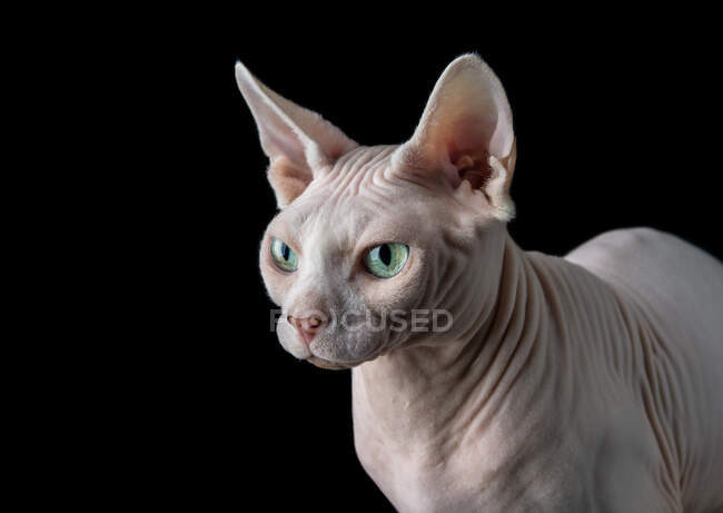 Retrato de belo gato sphynx em preto — Fotografia de Stock