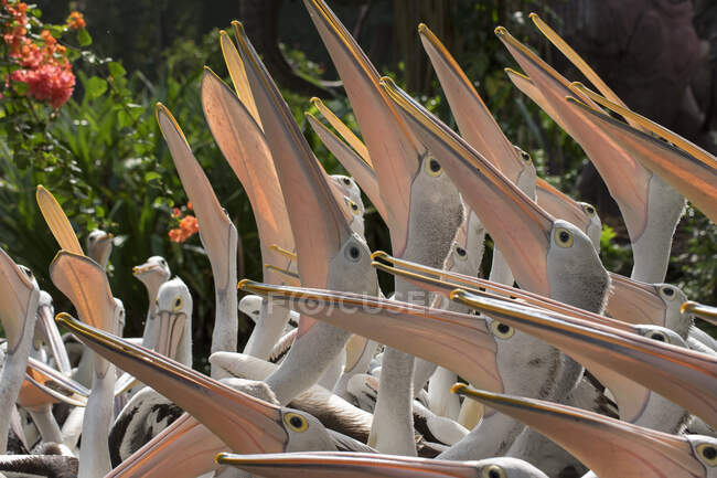 Close up of pelicans flock in sunlight — стоковое фото