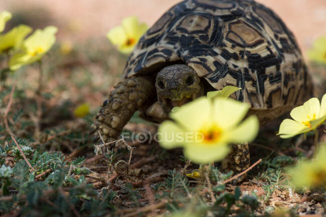 Turtle with open mouth by flower, close up shot — Stock Photo