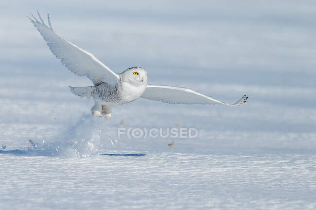 Búho blanco volando sobre tierra cubierta de nieve - foto de stock