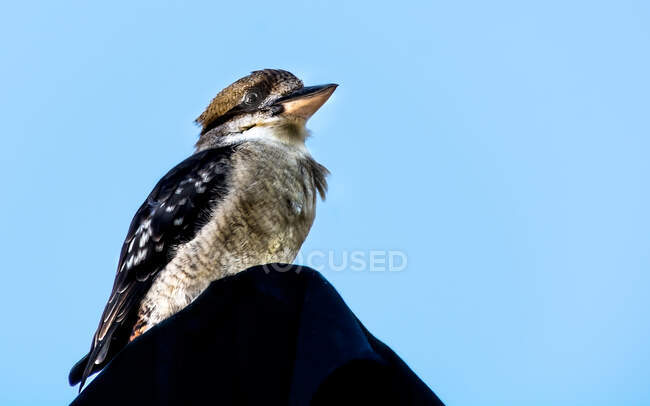 Crow on the blue sky background — Stock Photo