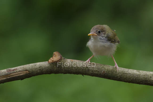 Pássaro pequeno que empoleirar-se no ramo de árvore — Fotografia de Stock