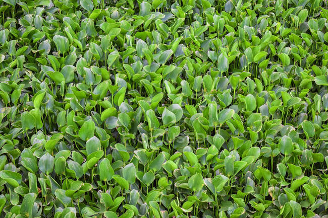 Textura de fundo de folhas verdes de arbusto — Fotografia de Stock