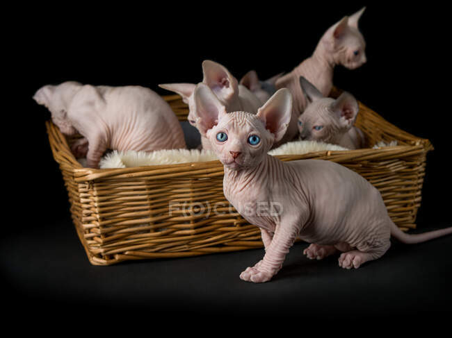 Niedliche Sphinx-Kätzchen im Korb auf schwarzem Hintergrund — Stockfoto