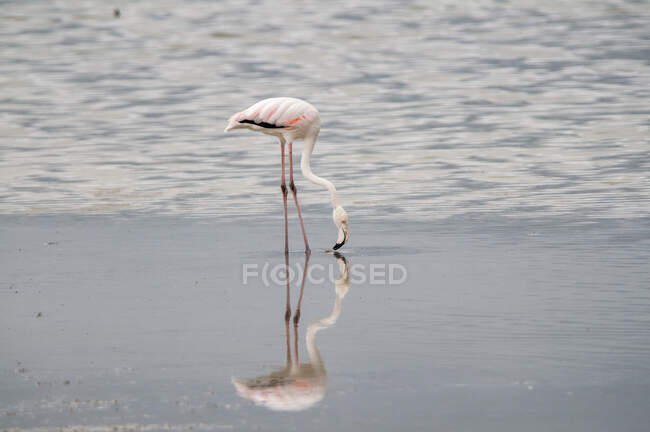 Rosafarbener Flamingo-Vogel am Seeufer — Stockfoto