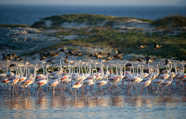 Flock of flamingo birds standing in lake by beach — Stock Photo