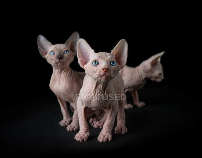 Fotografía de estudio de gatitos sphynx sobre fondo negro - foto de stock