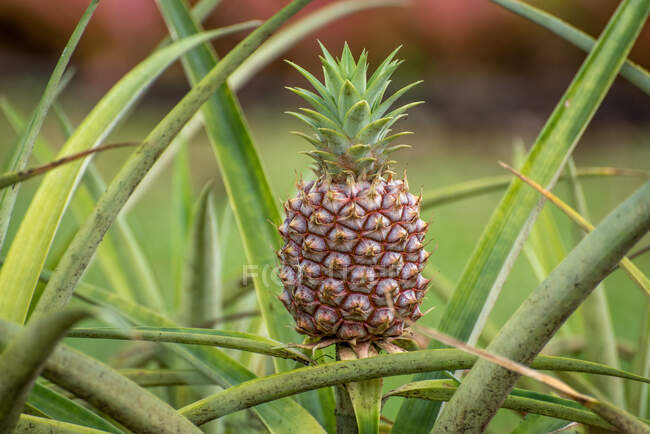 Green pineapple growing on a tree, thailand — Stock Photo