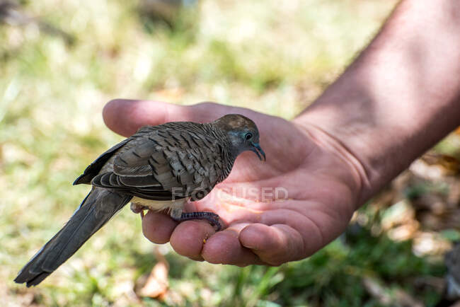 Close up tiro de mão masculina segurando pássaro — Fotografia de Stock