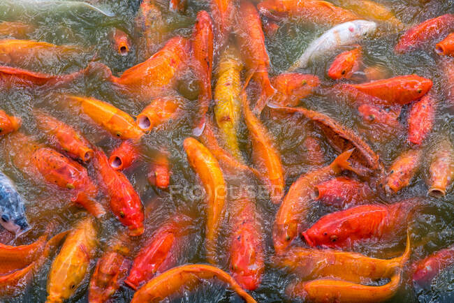 Peces de carpa roja en el agua, vista superior - foto de stock