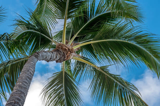 Кокосовое дерево на тропическом пляже и зеленые пальмы на заднем плане. — стоковое фото