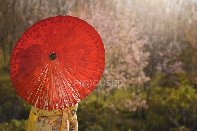 Hermosa mujer que usa ropa tradicional japonesa y sostiene el paraguas - foto de stock