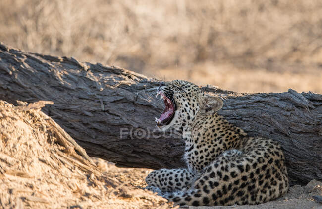 Cheetah lying on ground by fallen tree and yawning — Stock Photo