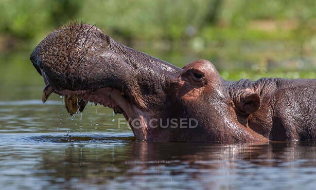 Nilpferd im Fluss, Nahaufnahme — Stockfoto