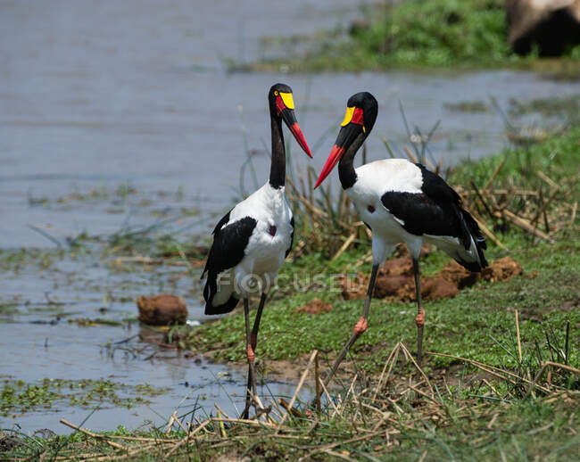 Две черно-белые птицы у реки — стоковое фото