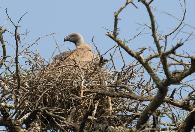 Eagle in nest on tree in bright sunlight — Stock Photo