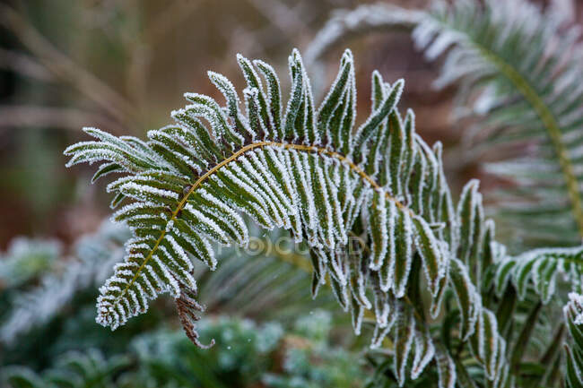 Pflanze mit Frost bedeckt, botanischer Schuss aus nächster Nähe — Stockfoto