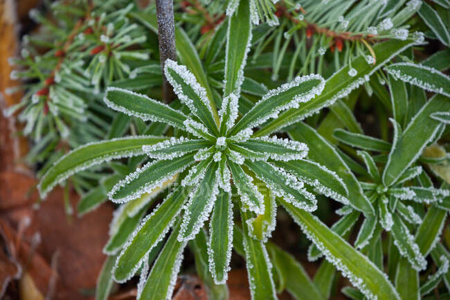 Pflanze mit Frost bedeckt, botanischer Schuss aus nächster Nähe — Stockfoto