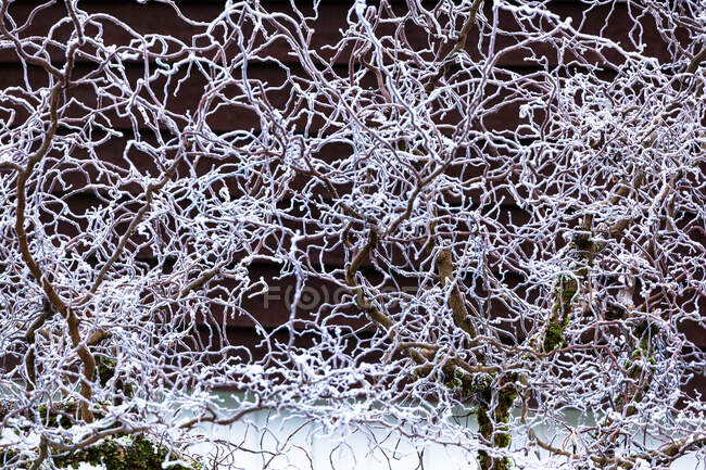 Снігові гілки покритих дерев на темному фоні — стокове фото