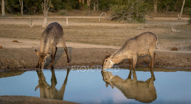 Zwei weibliche Elche trinken zusammen Wasser — Stockfoto