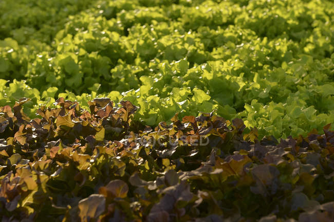Hortalizas hidropónicas, Verduras orgánicas frescas en el campo de verduras hidropónicas. - foto de stock