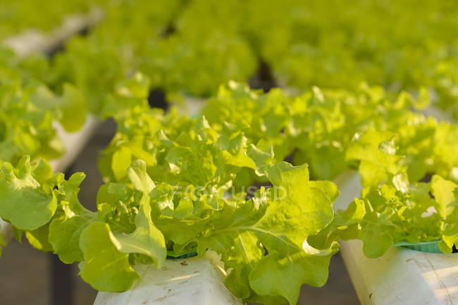 Hortalizas hidropónicas, Verduras orgánicas frescas en el campo de verduras hidropónicas. - foto de stock