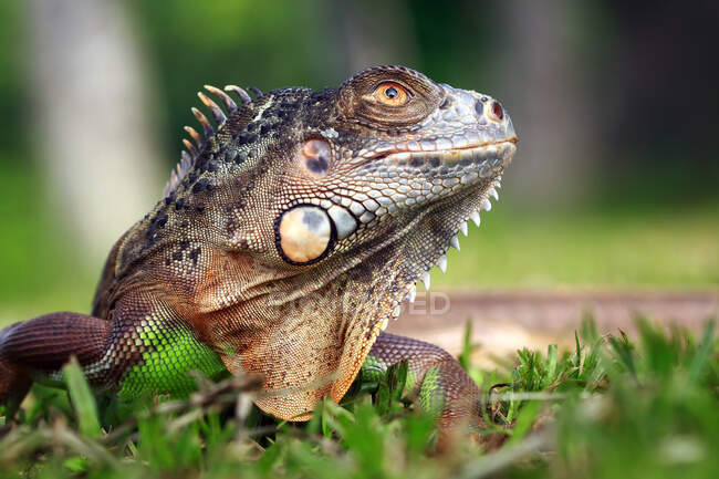 Green iguana resting on grass, close up — Stock Photo