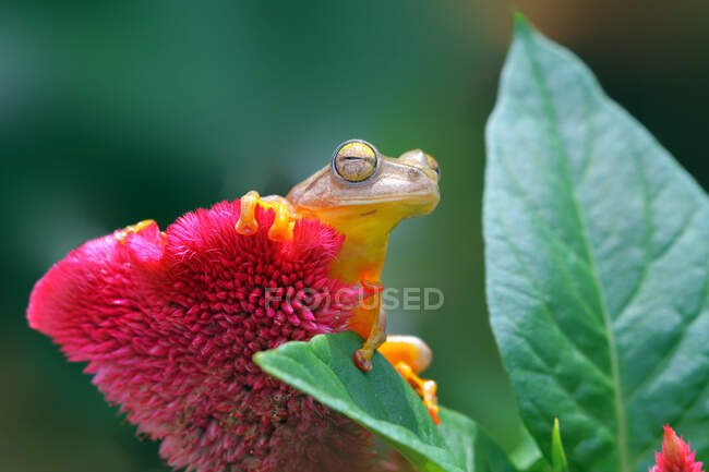 Primer plano de adorable rana tropical en hábitat natural - foto de stock