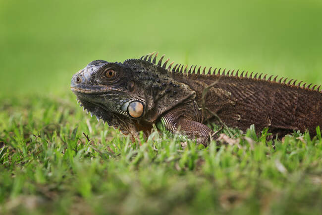 Iguane vert reposant sur l'herbe, gros plan — Photo de stock