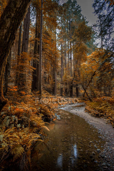 Vue panoramique sur la majestueuse forêt d'automne — Photo de stock