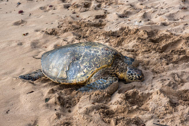 Vista de la tortuga grande está descansando sobre la arena - foto de stock