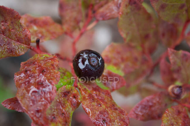 Perto de uma uva vermelha — Fotografia de Stock