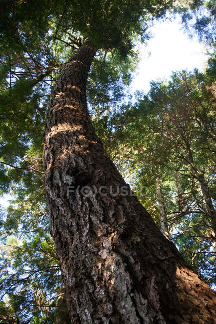 Tronc d'arbre dans la forêt avec feuillage vert à la lumière du soleil — Photo de stock