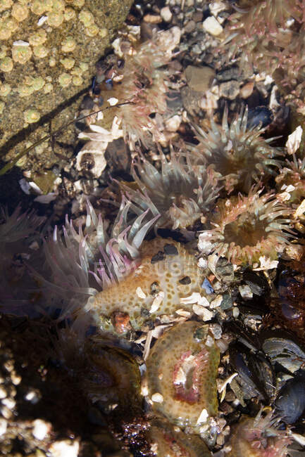 Красивий підводний вид на тропічне море — стокове фото