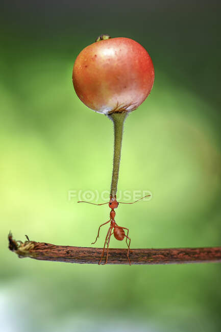 Close up of ant holding grape on vine — Stock Photo