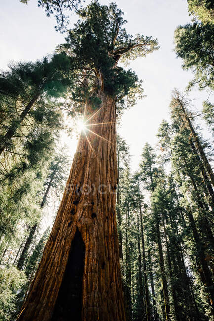 Вид знизу на соснове дерево в лісі — стокове фото