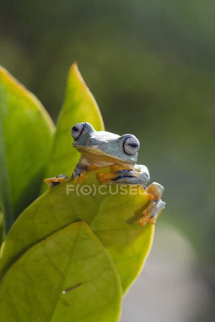 Nahaufnahme eines schönen Frosches auf Blättern — Stockfoto