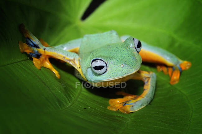 Frog sitting on plant, close up shot — Stock Photo