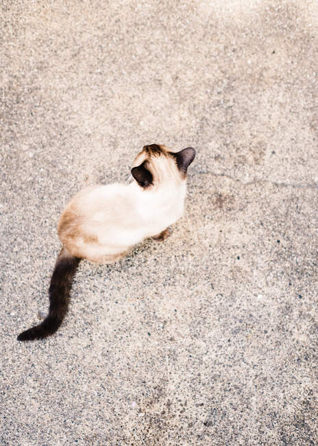 Vue aérienne du chaton sur la chaussée de la rue — Photo de stock