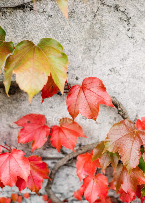 Autumn leaves, fall season flora — Stock Photo
